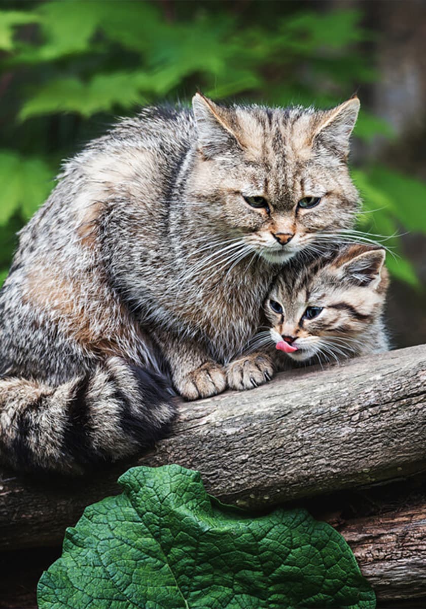 Wildkatze mit jungen sitzend auf einem Baumstam im Wald