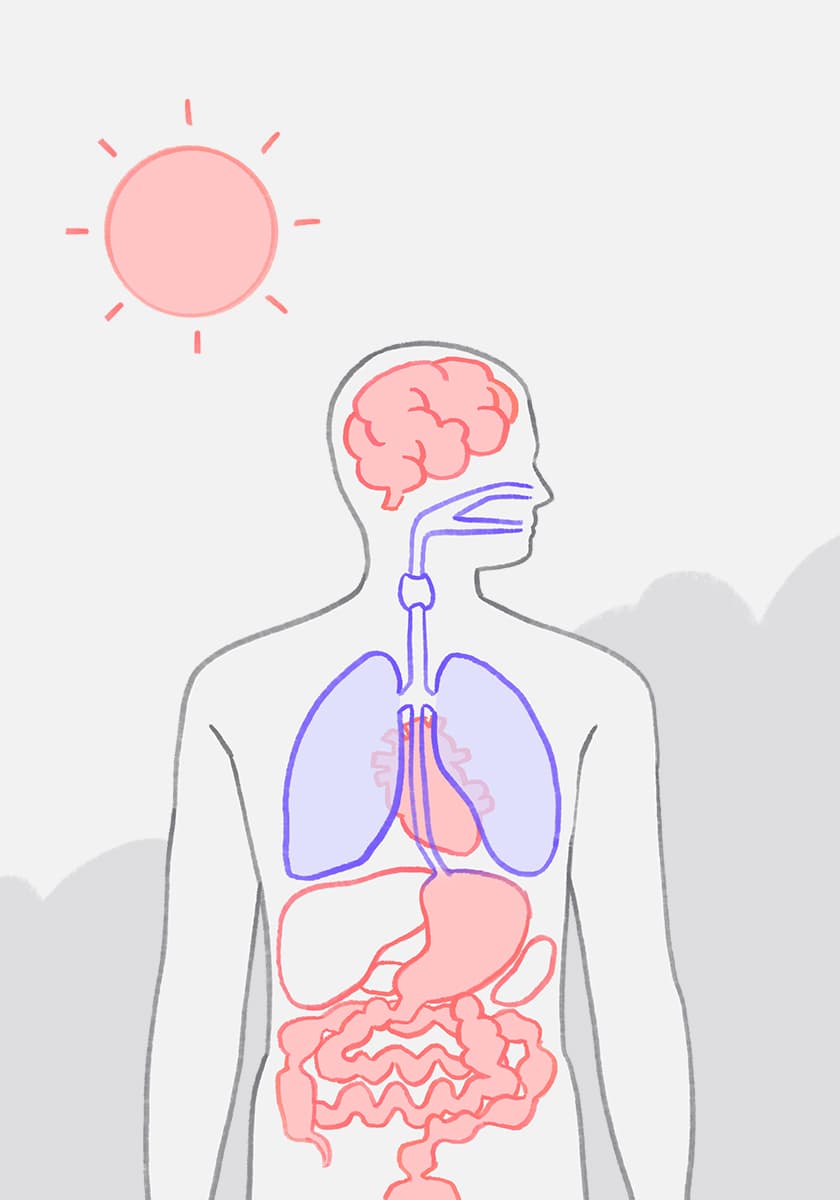 Illustration in sanften Farben mit Mensch stilisiert mit Organen sichtbar als Still aus einem TV-Beitrag der Sendung ZDF aspekte